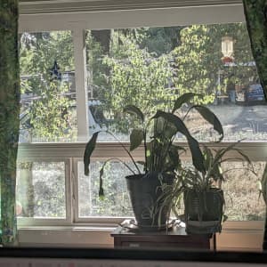 Window view